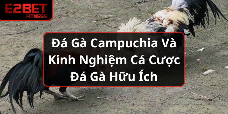 Đá Gà Campuchia Và Kinh Nghiệm Cá Cược Đá Gà Hữu Ích