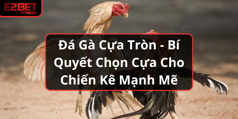 Đá Gà Cựa Tròn - Bí Quyết Chọn Cựa Cho Chiến Kê Mạnh Mẽ